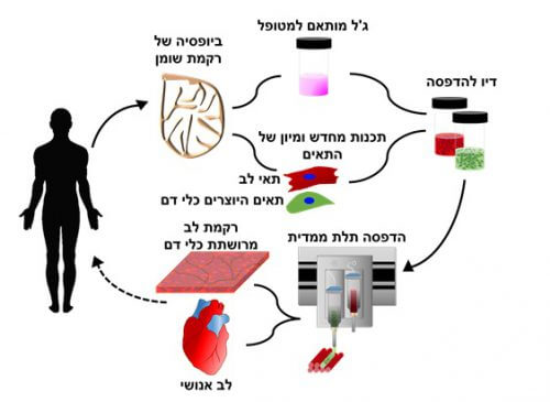 תהליך הפקת תאי לב מתאי גזע מושרים והדפסת הלב במדפסת תלת ממד. איור: מעבדתו של פרופ' טל דביר, אוניברסיטת תל אביב