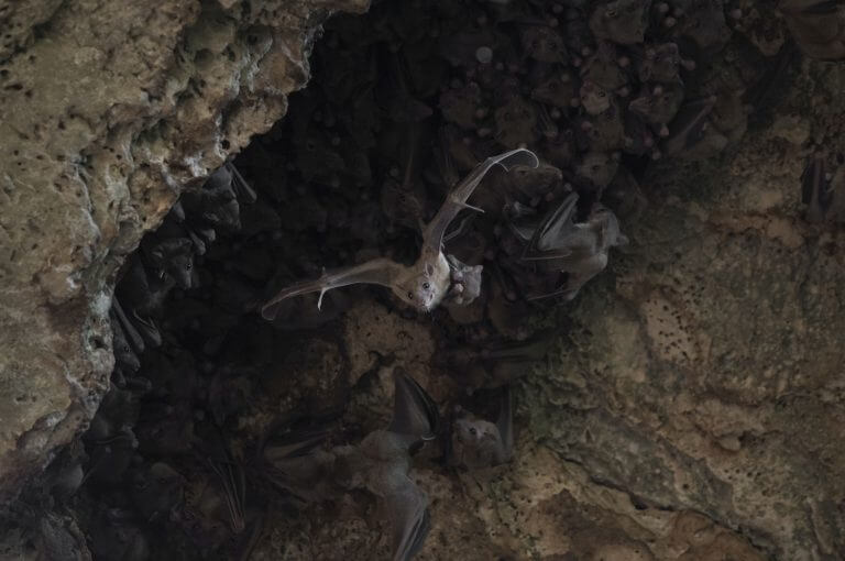 أنثى خفاش الفاكهة تخرج من الكهف مع جروها. تصوير: مجموعة أبحاث البروفيسور يوسي يوفال، جامعة تل أبيب