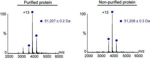 מדידות המאסה של החלבון באמצעות ספקטרומטריית מאסות מתקדמת היו כמעט זהות לאחר טיהור החלבון (שמאל) וללא טיהור (ימין)