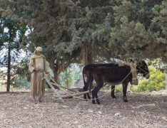 הדגמה של עבודה חקלאית בתקופת ישו בכפר ליד נצרת, 2012. צילום: קובי דגן, shutterstock.com