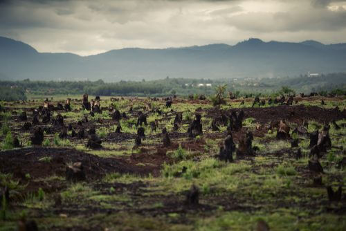 יער שבורא במדגסקר לצרכי שימוש חקלאי באדמה. צילום: shutterstock