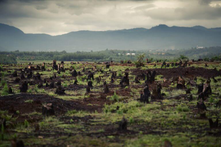 A forest created in Madagascar for the purposes of agricultural land use. Photo: shutterstock
