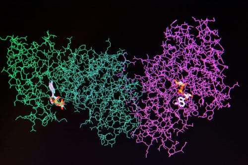 Structure of a protein molecule. Illustration: shutterstock