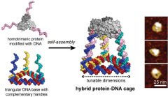 מערכת חלבון-דנ"א זו הורכבה על ידי משולש של דנ"א בעל שלוש זרועות של גדילים משלימים תוך קבלת כלובים טטראהדרלים המורכבים משש דופנות של דנ"א וחלבון טרימרי [באדיבות: Nicholas Stephanopoulos]