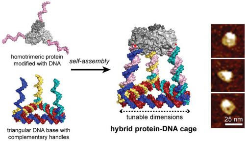 تم تجميع نظام الحمض النووي البروتيني هذا بواسطة مثلث DNA ثلاثي الأذرع من الخيوط التكميلية التي تشكل أقفاص رباعية السطوح تتكون من ستة جوانب من الحمض النووي وبروتين ثلاثي [بإذن من نيكولاس ستيفانوبولوس]