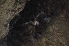 נקבת עטלף פירות יוצאת ממערה עם הגור שלה. צילום: קבוצת המחקר של פרופ' יוסי יובל, אוניברסיטת תל אביב