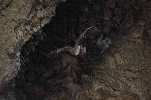נקבת עטלף פירות יוצאת ממערה עם הגור שלה. צילום: קבוצת המחקר של פרופ' יוסי יובל, אוניברסיטת תל אביב