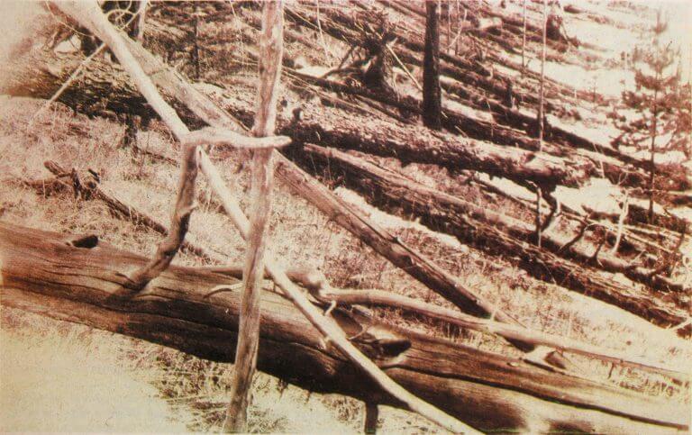 Trees felled by the Tunguska asteroid strike in 1908 as photographed by a Russian expedition in 1929. From Wikipedia