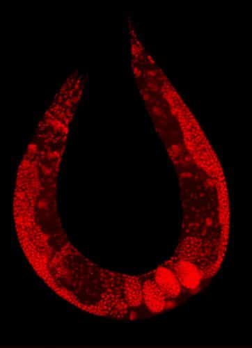 الدودة C. elegans من ويكيبيديا