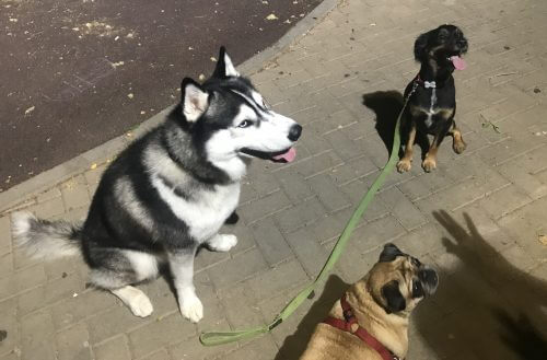 The dogs raise their eyebrows when we talk to them. Now the evolutionary reason for this has been found. The dogs developed new muscles around the eyes to better communicate with humans. Left: Siberian Husky, one of the oldest breeds that did not develop the eyebrow lifting muscle. Photo: Avi Blizovsky