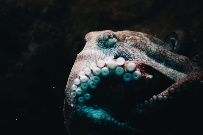 Octopuses have the ability to control the lens of their eye, in a way that allows them to see well in both air and water. Photo: Qijin Xu - Unsplash