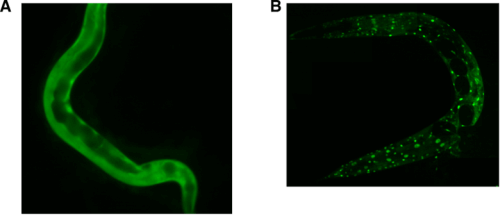ديدان c.elegans في مرحلة ما بعد الصدمة. الصورة: مختبرات د. ألون ززالبار ود. يفعات إليعيزر، الجامعة العبرية