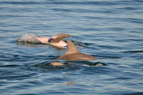 גורי דולפינים משחקים במפרץ הכרישים באוסטרליה. צילום: shutterstock