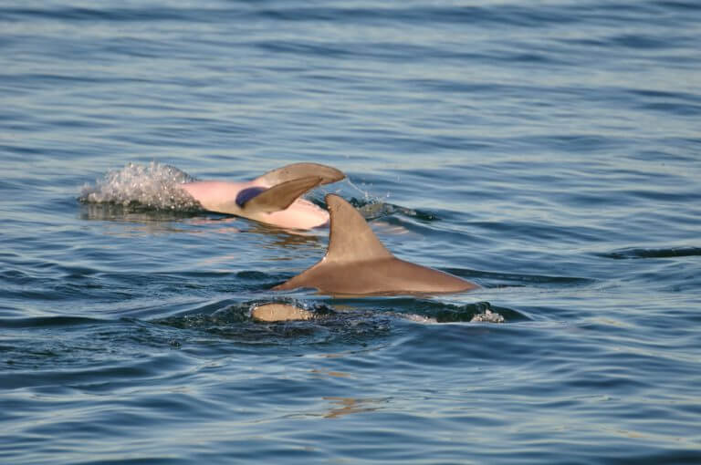 גורי דולפינים משחקים במפרץ הכרישים באוסטרליה. צילום: shutterstock