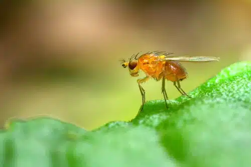 fruit fly. Photo: shutterstock