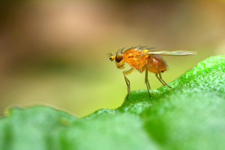 fruit fly. Photo: shutterstock