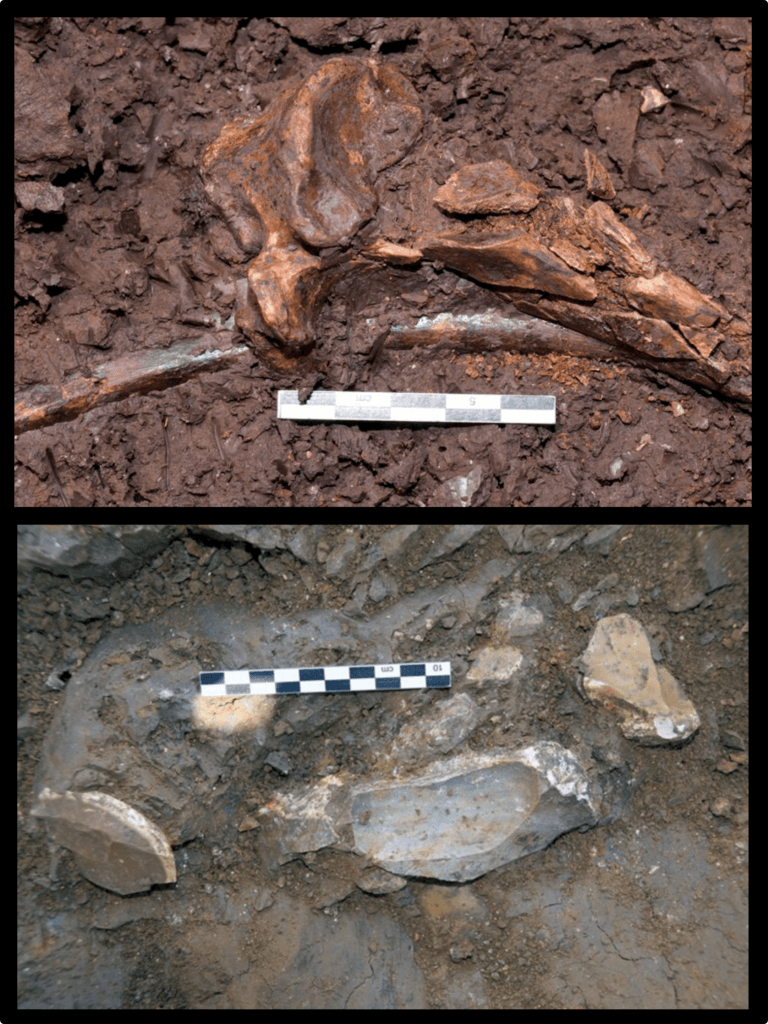 ממצאים מחפירת עין קשיש. למעלה - עצמות בעלי חיים. למטה - פריטים מסותתים מאבן צור. צילום - פרופ' אראלה חוברס
