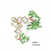 האנזים אמינו-אציל סינטטאז (בירוק) מזהה מולקולת tRNA (חום) ומחבר אליה חומצת אמינו. זיהוי נכון של המולקולה נעשה על פי האזורים המופיעים כאן באדום. חוקרי הטכניון גילו שהאנזים יודע לזהות גם מולקולת RNA מסוג אחר (mRNA). יתרה מכך, הזיהוי הנכון של ה-mRNA תלוי באזורים הדומים מאוד לאזורי הזיהוי של tRNA (מסומנים כאן באדום). קרדיט: פרופ' יואב ערבה, הטכניון