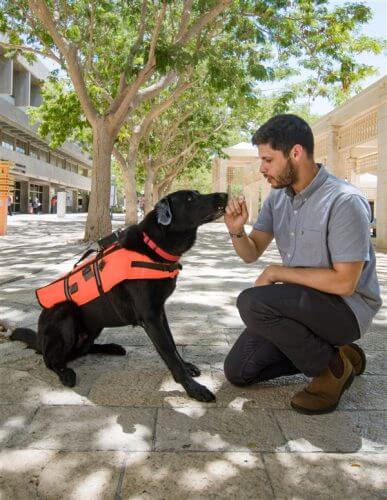 A dog wearing the improved vest, with which the dog can be trained to sit, lie down, return to the trainer or bring an object according to the vibration | Photo: Yonatan Atari