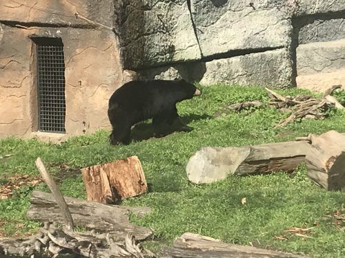 American black bear, at the San Francisco Zoo. Photo: Avi Blizovsky
