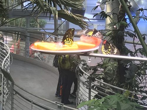 A butterfly drinks nectar from fruit, in the rainforest simulation facility at the San Francisco Zoo. Photo: Avi Blizovsky