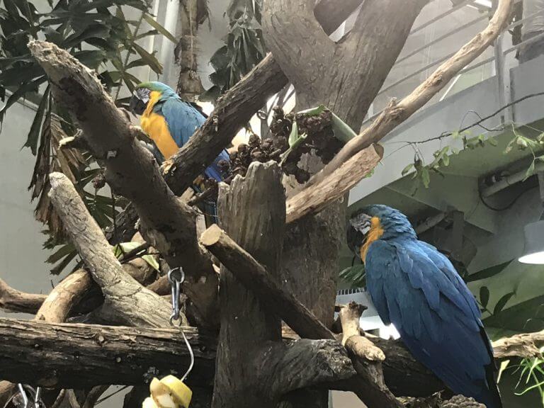 Parrots in the rainforest simulation at the San Francisco Zoo. Photo: Avi Blizovsky