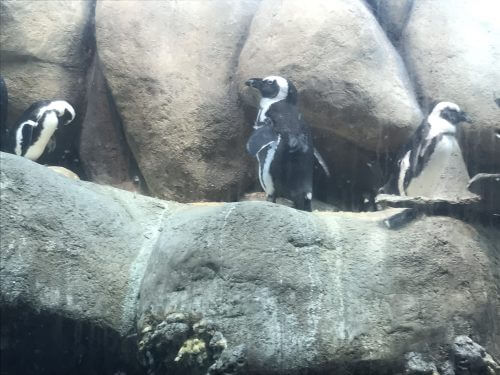 פינגווינים בגן החיות של סן פרנסיסקו. צילום: אבי בליזובסקי