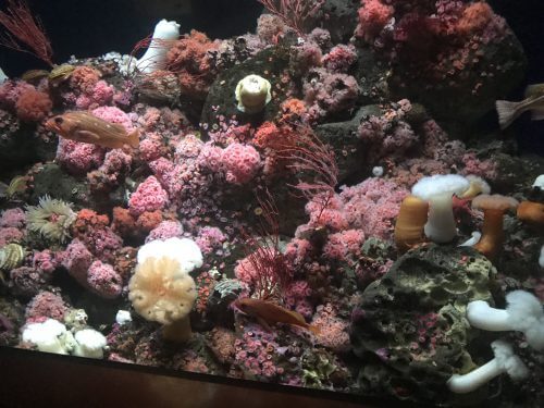 A coral reef in the aquarium inside the San Francisco Zoo. Photo: Avi Blizovsky