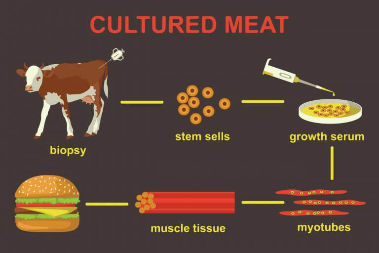 Growing synthetic meat in the lab. Illustration: shutterstock