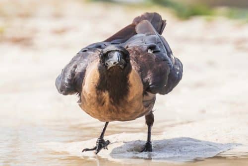 עורב הודי. צילום: shutterstock