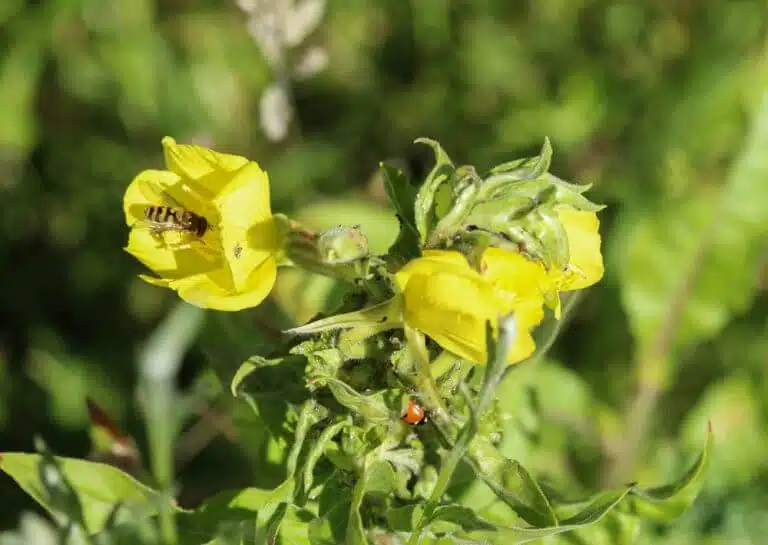 نحلة تزور زهرة الربيع المسائية. الصورة: شترستوك