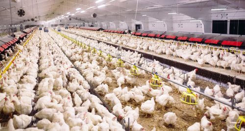 לול תרנגולות בשעת ההאכלה. צילום: shutterstock