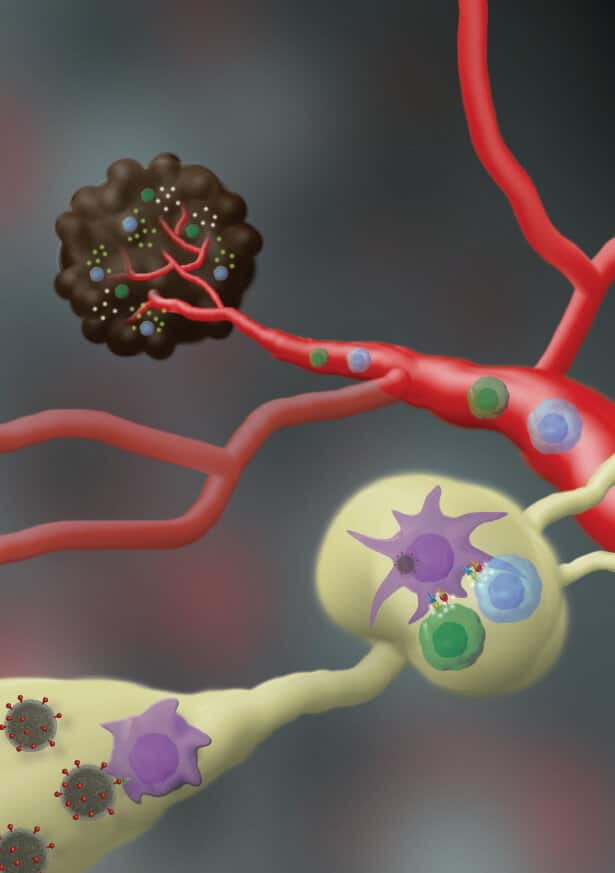 The mechanism of action of the nanovaccine: after the vaccine is given, the nanoparticle enters the cells of the immune system, activates the T cells and causes them to identify and kill the skin cancer cells. Illustration: Galia Tiram.