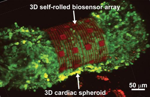 XNUMXD imaging of a sensor that surrounds part of the heart. Photo: Carnegie Mellon University