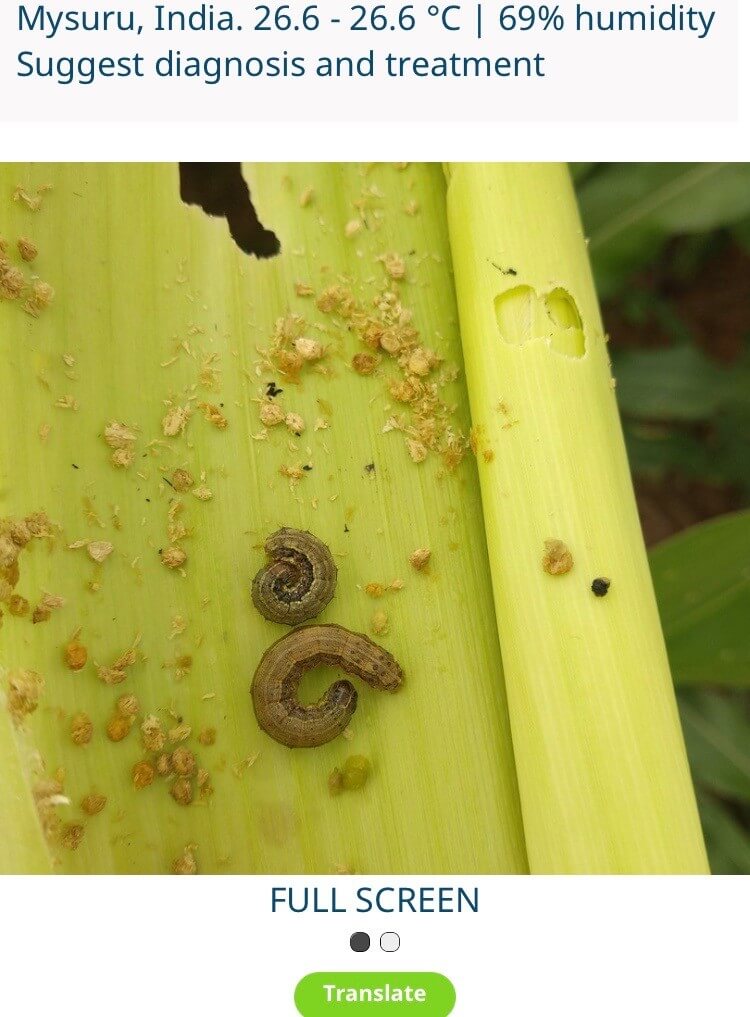 An image of the pest Fall ArmyWorm as received from a farmer in the infected area in India using the application of the Israeli company Saylog. Photo courtesy of Saylog