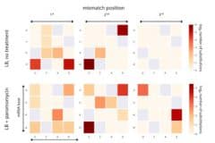 מינון נמוך של אנטיביוטיקה (בתחתית הטבלה) הוביל ליותר טעויות בתרגום, במיוחד במיקומים מסוימים. מעבדתו של פרופ' יצחק פלפל, מכון ויצמן