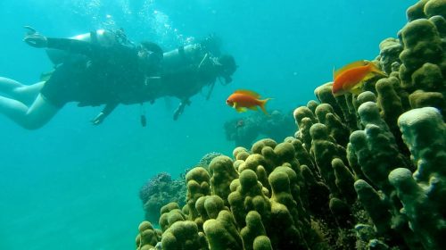 الشعاب المرجانية في خليج إيلات. تصوير - إيلان ميليستر، وزارة حماية البيئة