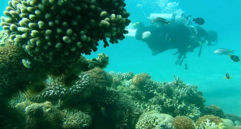 The coral reef in the Gulf of Eilat. Photo - Ilan Melister, Ministry of Environmental Protection