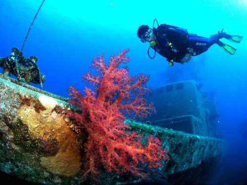 الشعاب المرجانية في خليج إيلات. تصوير - إيلان ميليستر، وزارة حماية البيئة