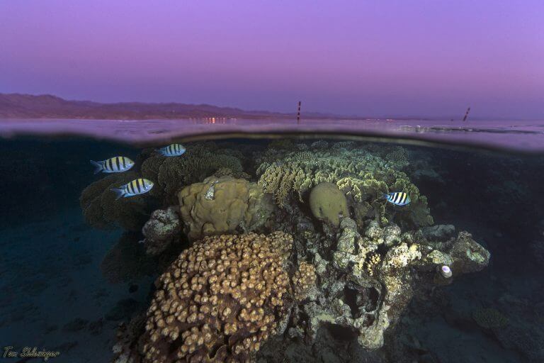 The coral reef in the Gulf of Eilat at sunset. Photo: Tom Schlesinger