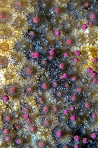 A close-up of a coral during the release of reddish clusters of sperm cells and eggs, which will drift with the currents until a sperm cell meets an egg in the body of water, will fertilize it, and new life will be created. Photo: Tom Schlesinger