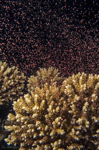 Stony corals in a massive release of reddish egg-sperm cell clusters. This reproductive phenomenon in corals, known as 'spawning', usually occurs only once a year; in a specific month, on a specific night of the month and at a precise time, but environmental changes disrupt the synchronization of this reproductive event. Photo: Tom Schlesinger