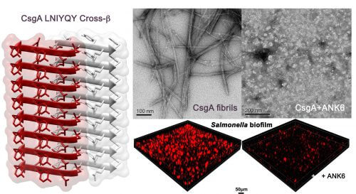 Figure - on the left: the atomic structure of the protein segment that forms the biofilm fibers in E. coli and Salmonella. This structure is very similar to the structures of amyloid fibers associated with Alzheimer's disease, and this structural similarity led to the idea of ​​damaging the bacterial biofilm fibers using the substances developed against Alzheimer's fibers. Above (in black and white): images taken with an electron microscope. On the left are visible fibers that are formed by the bacterial protein and are used to build the biofilm; On the right is shown the damage to fiber formation as a result of the addition of the substance that opens Alzheimer's fibers (ANK6) Below (in black-red): 6D images taken with a confocal microscope after red fluorescent staining of the bacterial biofilm. Left: high density of biofilm; Right: a significant decrease in the amount of biofilm following the addition of the substance ANKXNUMX.