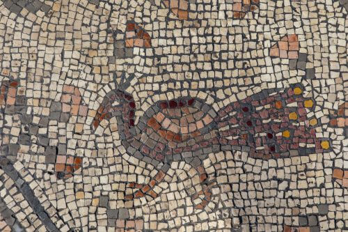 Peacock on the mosaic carpet in Susita. Photo: Dr. Michael Isenberg