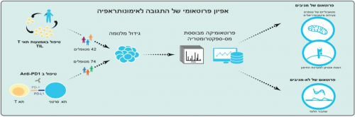 אנליזה פרוטאומית של גידולי מלנומה ממגיבים ולא מגיבים לשני סוגי אימונותראפיה מראה שאצל המגיבים רמות גבוהות יותר של חלבונים הקשורים למטאבוליזם של חומצות שומן במיטוכונדריה, וחשיפה גבוהה יותר של אנטיגנים של הגידול למערכת החיסון. איור: ד"ר מיכל הראל.