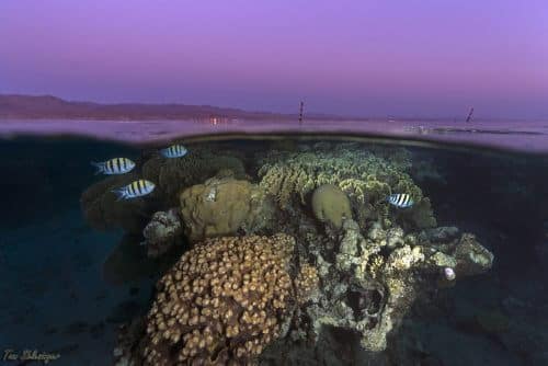 שונית האלמוגים במפרץ אילת בשעת שקיעה. צילום: תום שלזינגר
