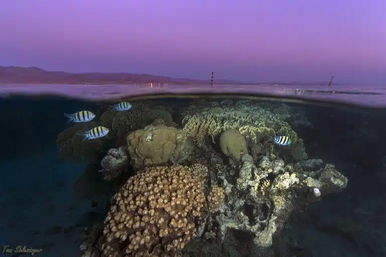 שונית האלמוגים במפרץ אילת בשעת שקיעה. צילום: תום שלזינגר