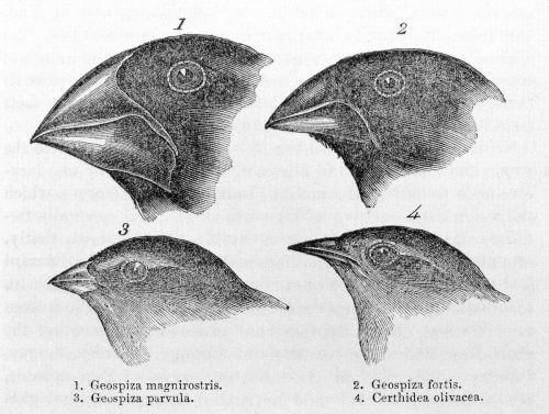 Four species of "Darwin's Pharisee" with a different origin for each species specializing in a different type of food, for example seeds or insects