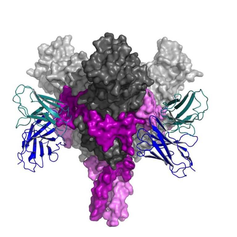 هيكل ثلاثي الأبعاد لجسم مضاد (مميز باللونين الأزرق والفيروزي) مرتبط بموقع مستهدف في فيروس الإيبولا. دكتور رون ديسكين، معهد وايزمان