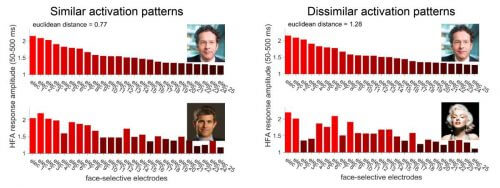 Facial images that led to similar (left) and different (right) activity patterns of nerve cell groups. Each column shows the response to the face in the picture as recorded by an electrode at a specific location in the visual cortex. The higher and brighter the column, the stronger the response